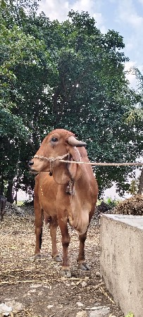વેચવાની