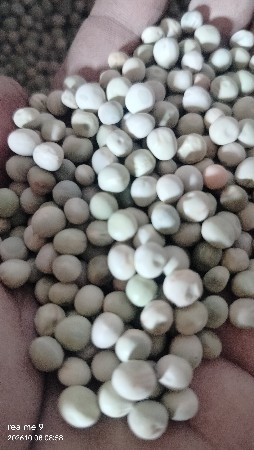 વટાણા વેચવાના છે