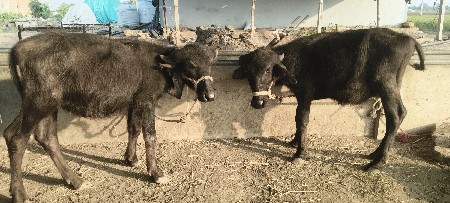 પાડી વેચવાની છે
