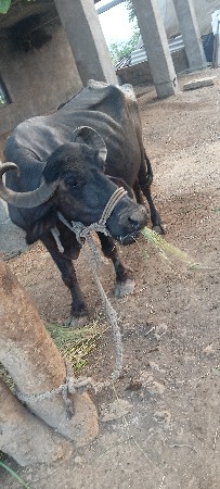 bhesh vechvani se
