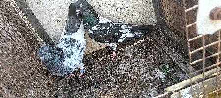 ઉડાનના કબુતર ની જોડી વેચવાની છે