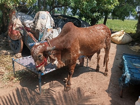 બુલ વેચવાનો છે