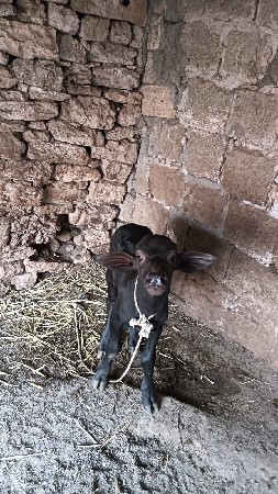 આ પાડો વેચવાનો છે.
