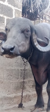બીજું વેતર ભેંસ