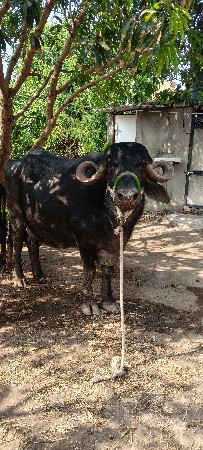 ભેંસ વેચવાની છે