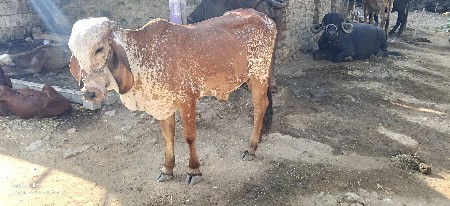gir vachhdi