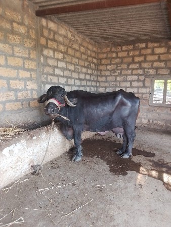 ભેંસ વેચવાની છે