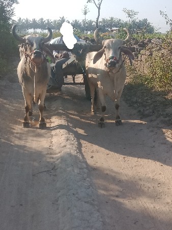 બળદ વેચવાના છે