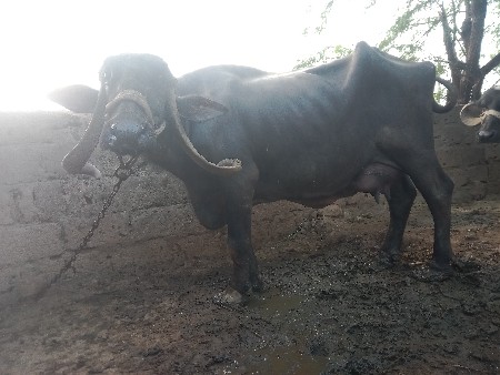 ભેશવેશવાનીસેપાશમુવેતરનીશેપાડો