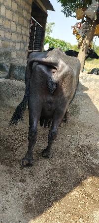 ભેંશ