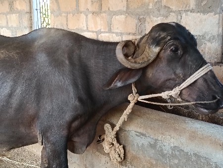 ચોથું વેતર વી આવવાની બે મહિનાની વાર