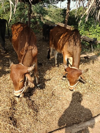 બળદ વેચવાના છે