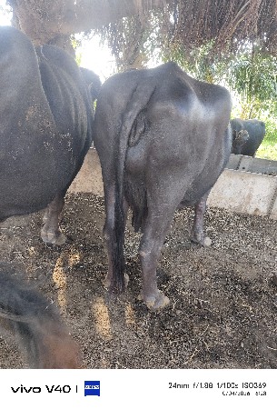 ભેંસ વેચવાની  છે