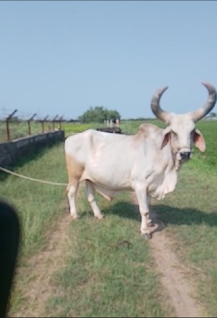 બળદ વેચવાનો છે.