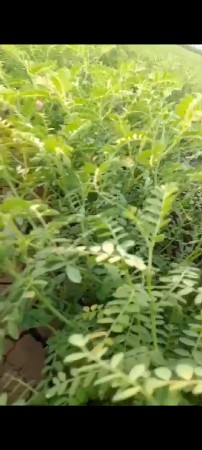 ચણા બિયારણ વેચવાનૂ છે  બેરલ નૂ