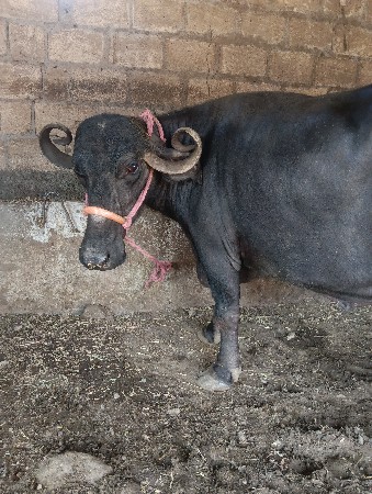 ભેસ સાટા પન કરવા