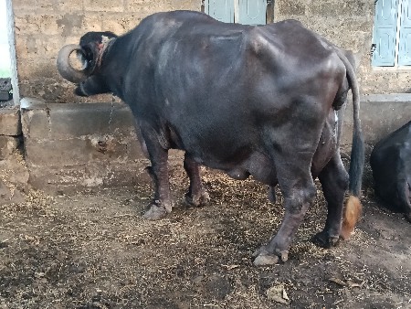 ભેંસ વેચવાની છે ત્રીજા વેતરમા