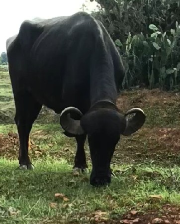 ખડેલી વેચવાની છે