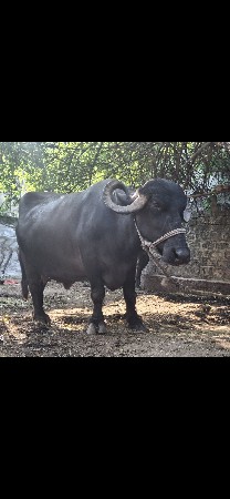 ભેંસ વેચવાની છે