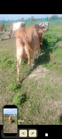 અજય