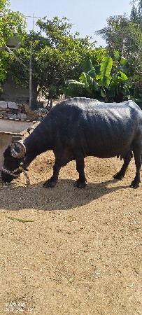 ભેંસ વેચવાની છે
