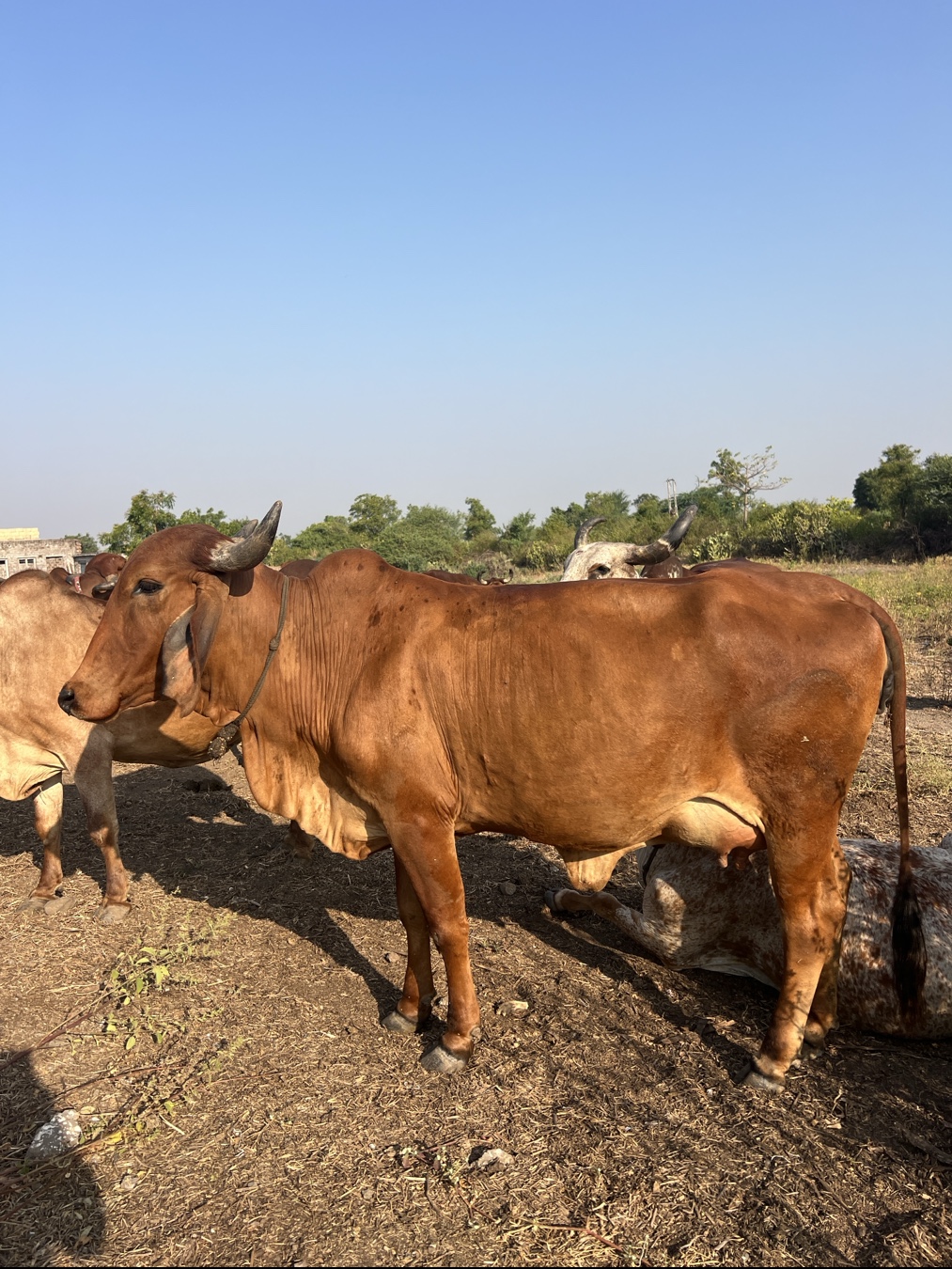 ગાય વેચવાની સે