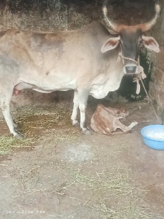 ગાય વેચવાની છે