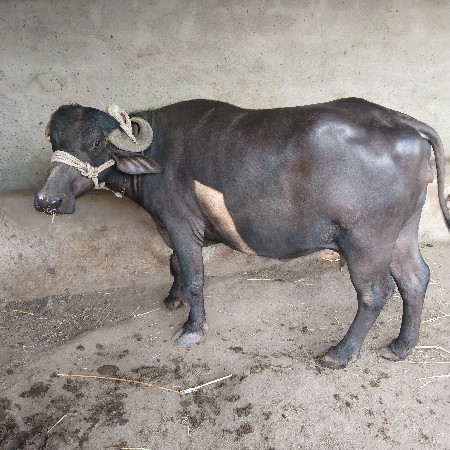 ભેંસ વેચવાની પેલું વેતર ખડેલી