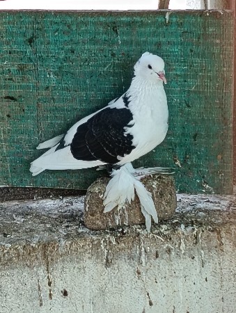 કબૂતર વેચવાના છે