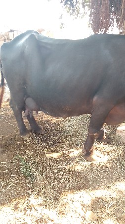 ભેંસ વેચવાની છે