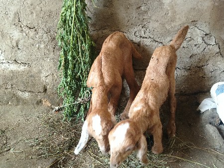 એક મીના દિવસના બકરા છે