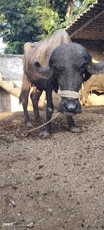ભેંસ વેચવાની છે