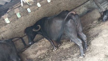 ભેંસ વેચવાની છે