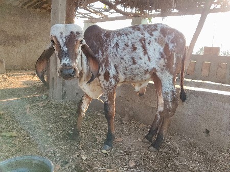 gir khut ગિર ખૂટ