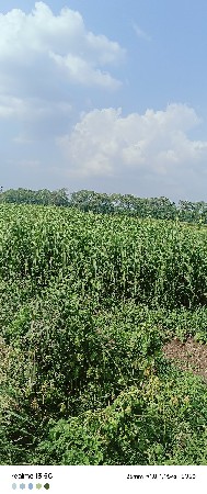gudri