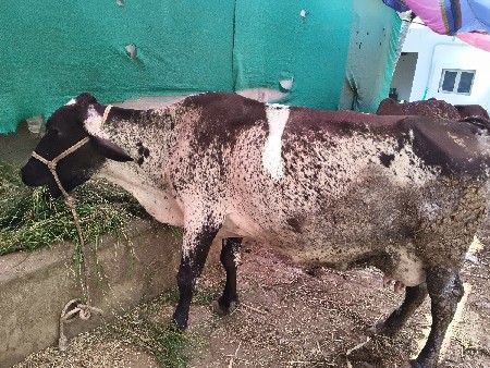 એચએફ 10 દિવસ વીઆઈ ગયેલ છે