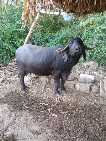 ભેંસ વેચવાની છે