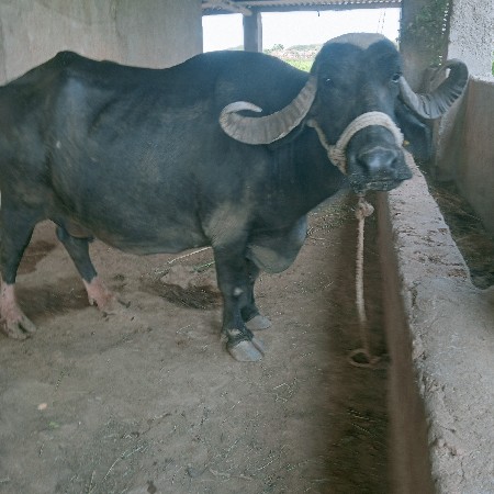 ભેસવેશવાનીછે