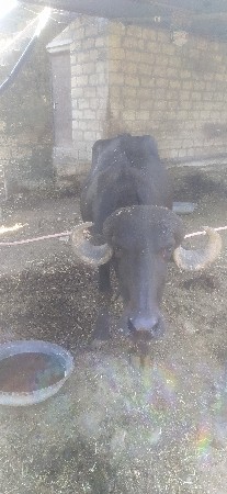 ખડેલા 3
