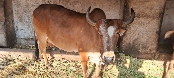 ગાય  વેચવાની છે