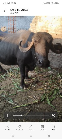 કેતનભાઈ આહિર