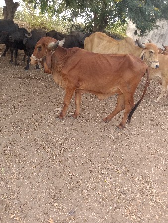 વાછડી વેચવાની છે