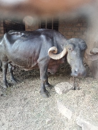 1.5 વ્યાણેલ છે