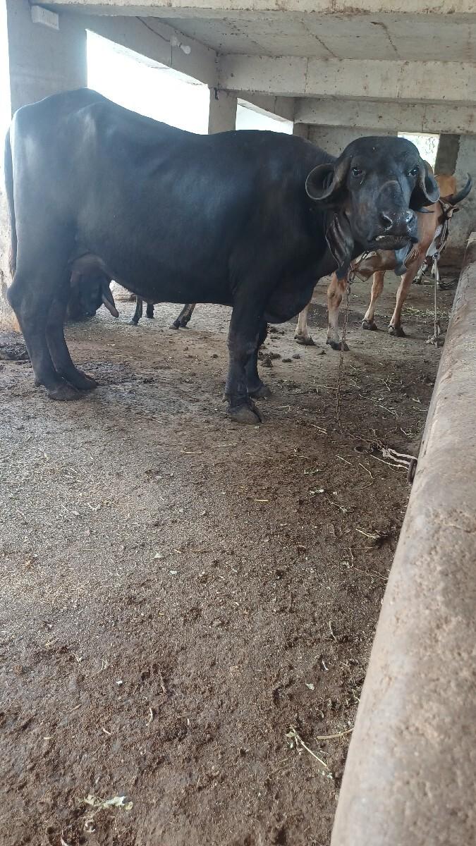 ભેસ વેસવાની છે