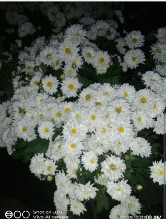 ગુલદાવરી ના છોડ મોટી બેગ