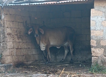 વેચવાની