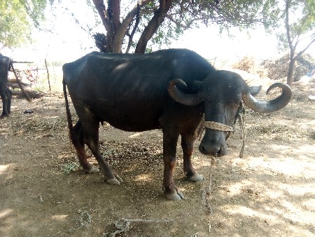 ભેંસ વેચવાની છે