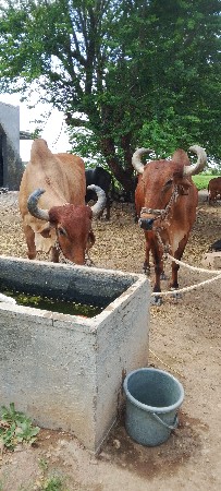 બળદ વેચવા ના છે સોજા છે