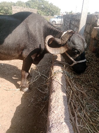 ચોથું વેતર