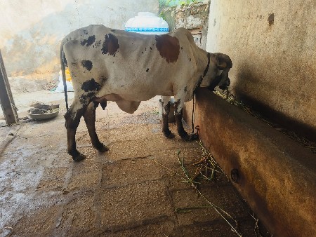 ગાય વેચવાની છે